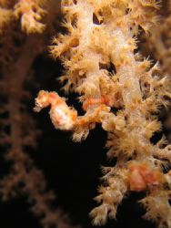 Pigmy sea horse - You can also see he's pregnant! - The p... by Sara Valla 